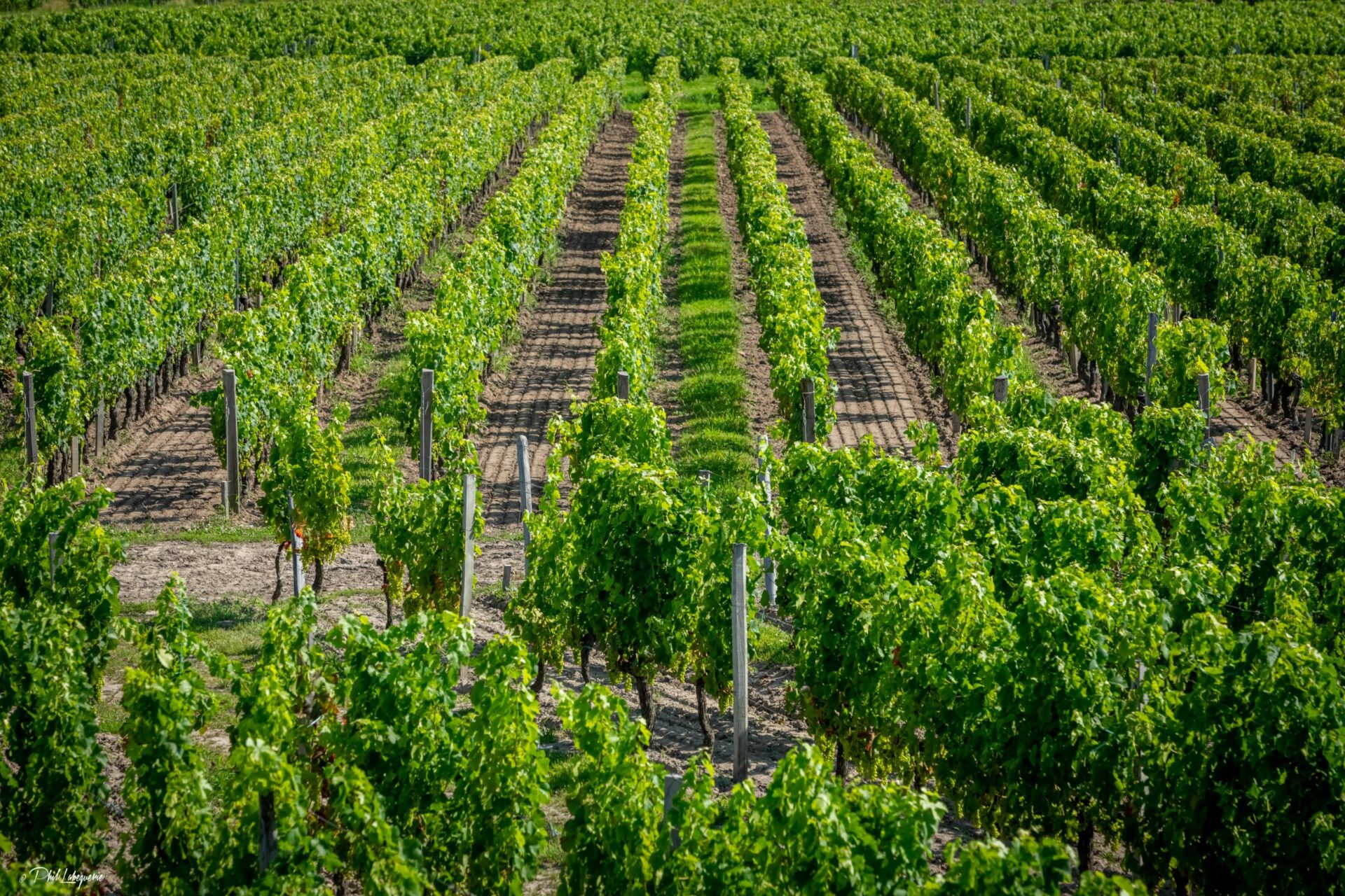 Château La Rose Pourret