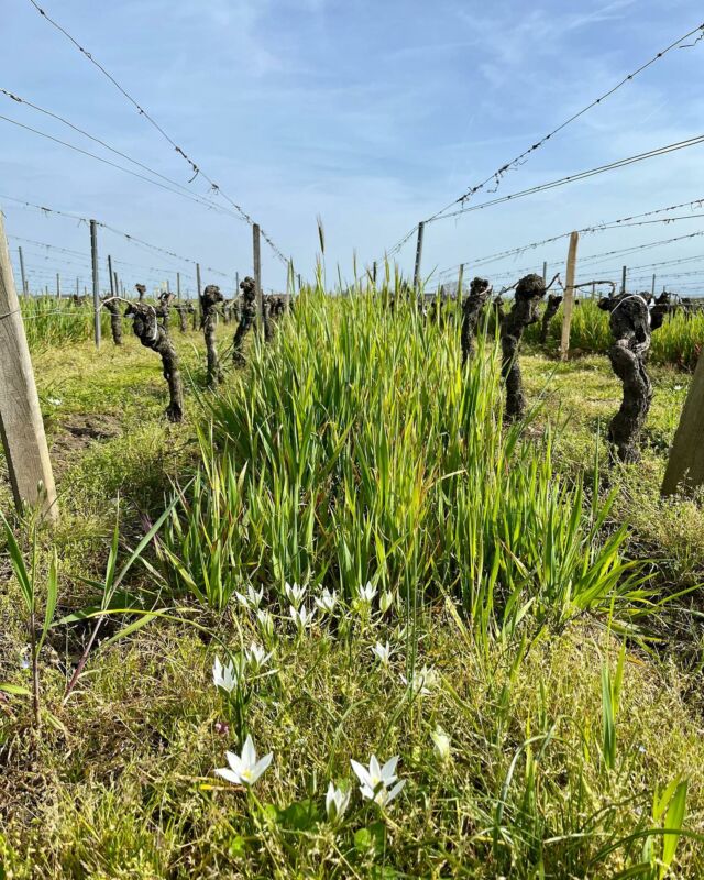 [Printemps]

La nature se réveille doucement dans le vignoble du @chateaularosepourret. L’avoine et les fleurs prennent soin de nos sols. Les bourgeons pointent le bout de leur nez. C’est le retour du printemps !

Nature is slowly waking up in the @chateaularosepourret vineyard. Oats and flowers take care of our soils. The buds are showing up. Spring has sprung !

🌱🌾🌸

#chateaularosepourret #saintemilion #saintemiliongrandcru #biodiversite #bio #agriculturebiologique #vignoble #vignes #printemps #avoine #biodiversity #sustainability #organic #organicwine #spring #springtime #springflowers