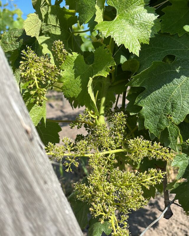 [ Floraison ]

🍇 Naissance du millésime 2023. 
Les capuchons tombent et laissent apparaître les futurs grains de raisin. 

#chateaularosepourret #floraison #vigne #agriculturebiologique #vineyard #organic #organicvineyard #blooming #biodiversité #printemps #terroir #saintemilion #saintemiliongrandcru #oenotourisme #winetourism #saintemiliontourisme #saintemiliontourism